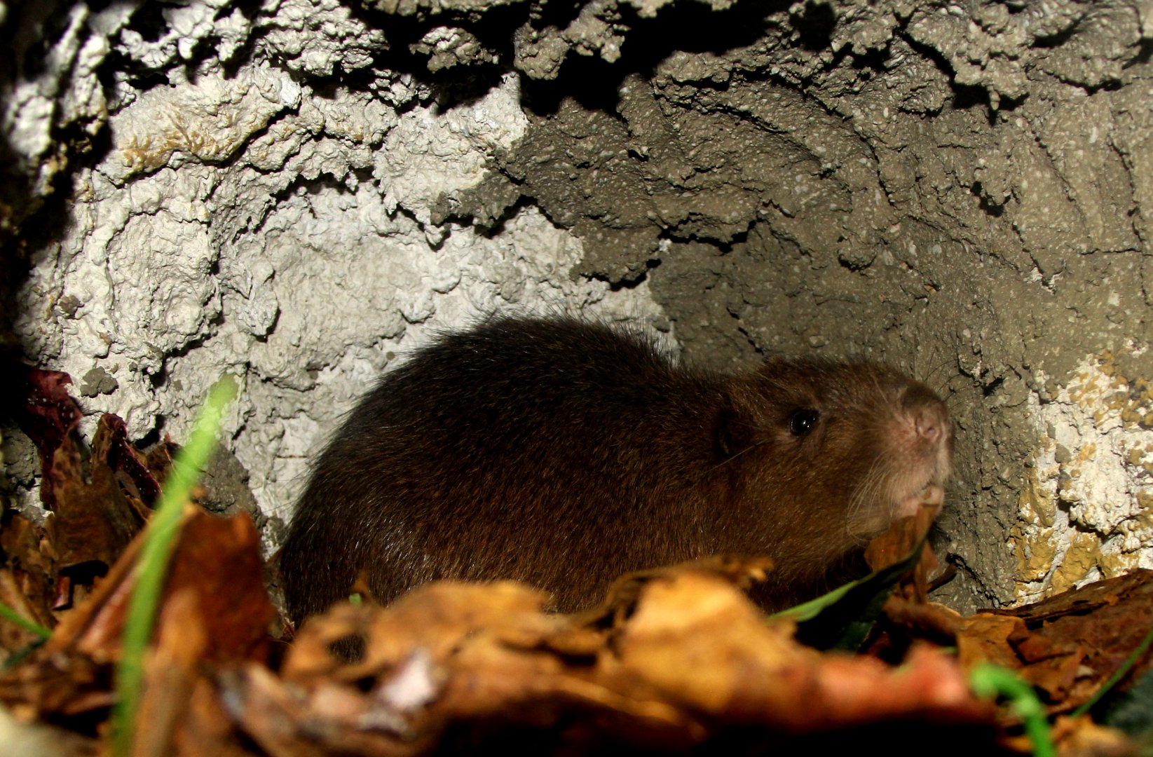 Hispaniolan hutia (Plagiodontia aedium)
