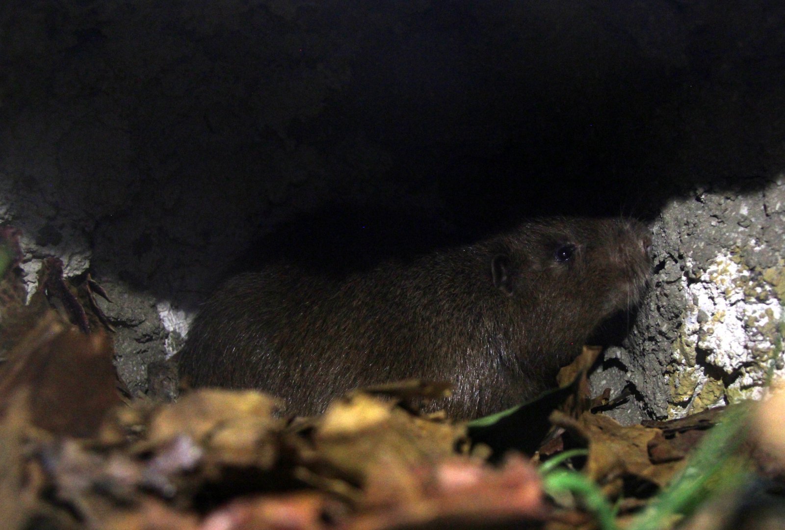 Hispaniolan hutia (Plagiodontia aedium)