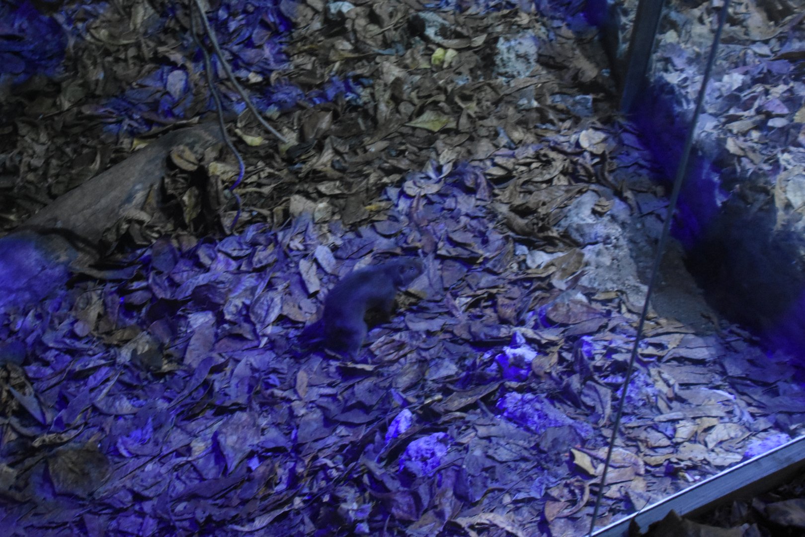 Hispaniolan hutia (Plagiodontia aedium)