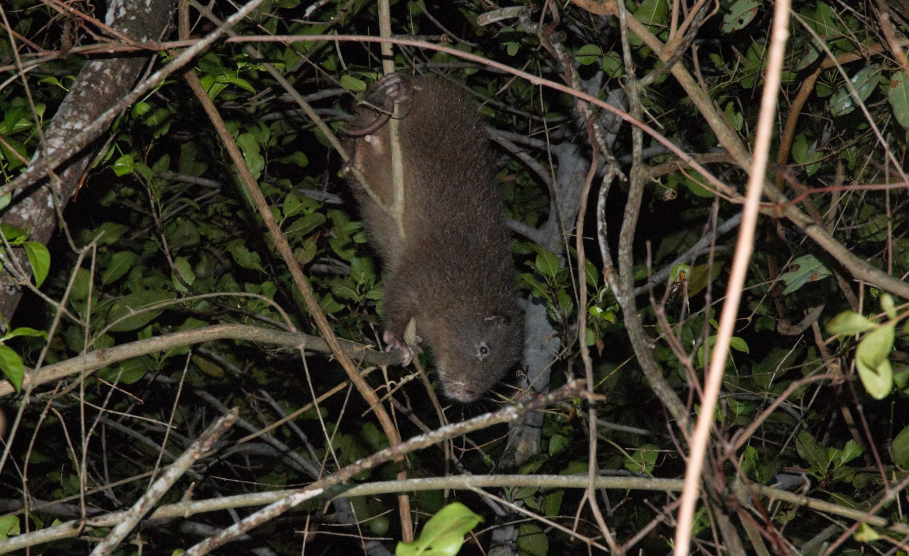 Hispaniolan Hutia (Plagiodontia aedium)