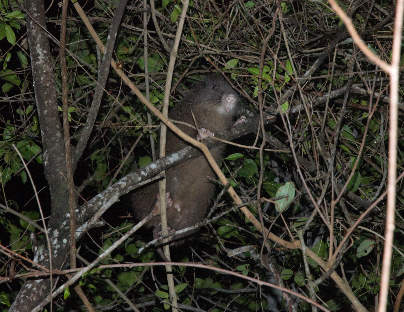 Hispaniolan Hutia (Plagiodontia aedium)