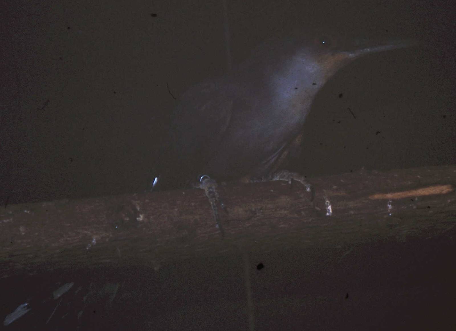 Hispaniolan lizard-cuckoo