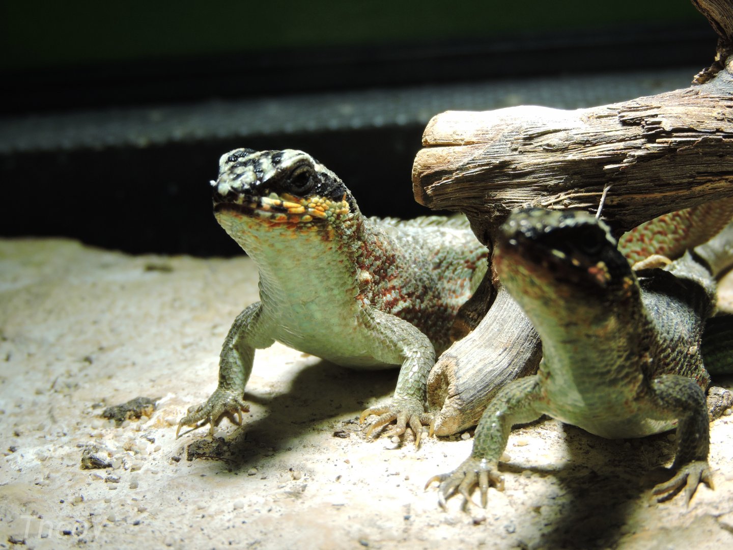 Hispaniolan masked curly-tailed lizard [2015]