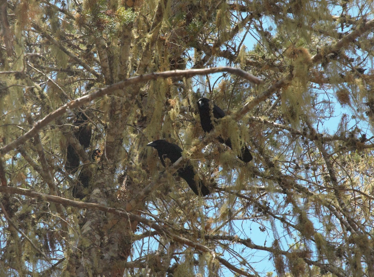 Hispaniolan Palm Crow (Corvus palmarum)