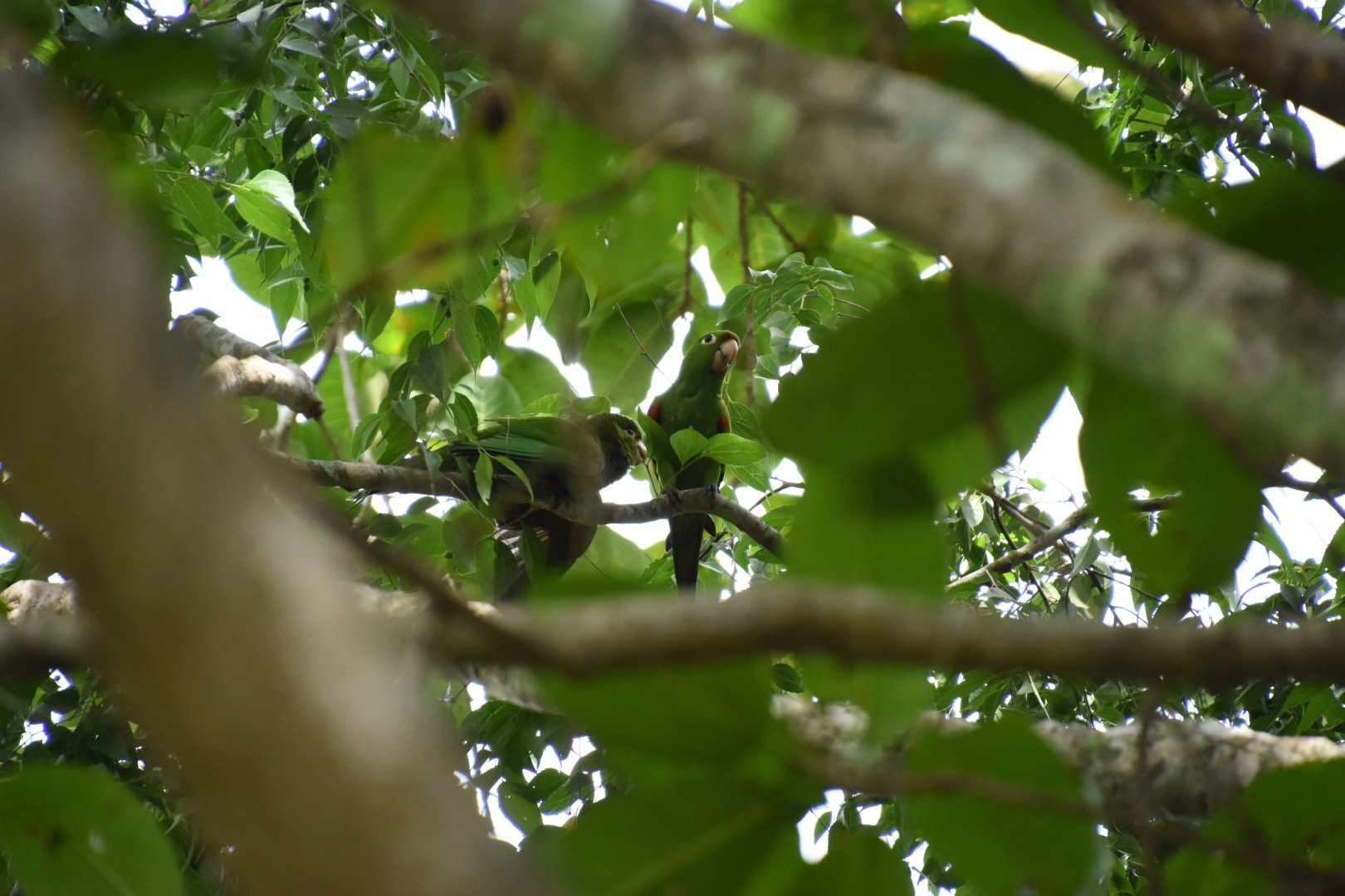 Hispaniolan parakeet (Psittacara chloropterus)