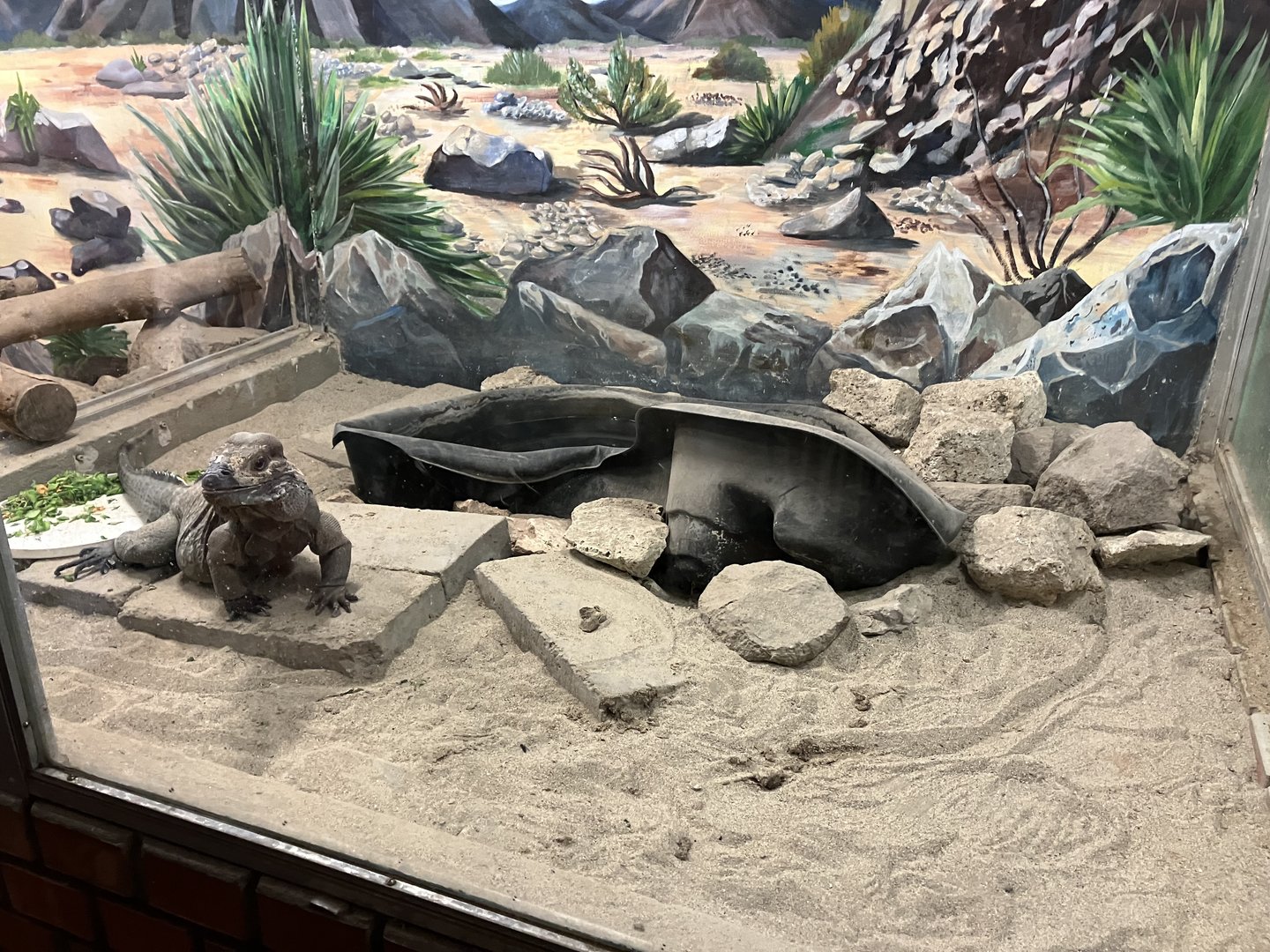 Hispaniolan rhino iguana exhibit