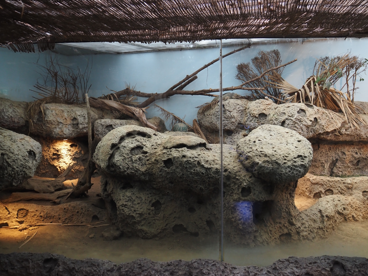 Hispaniolan rhinoceros iguana and Utila spiny-tailed iguana terrarium, 2024-06-30