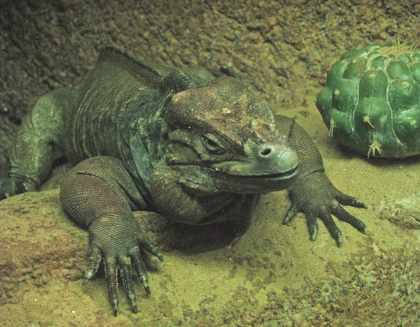 Hispaniolan rhinoceros iguana (Cyclura cornuta cornuta), 2009-04-14
