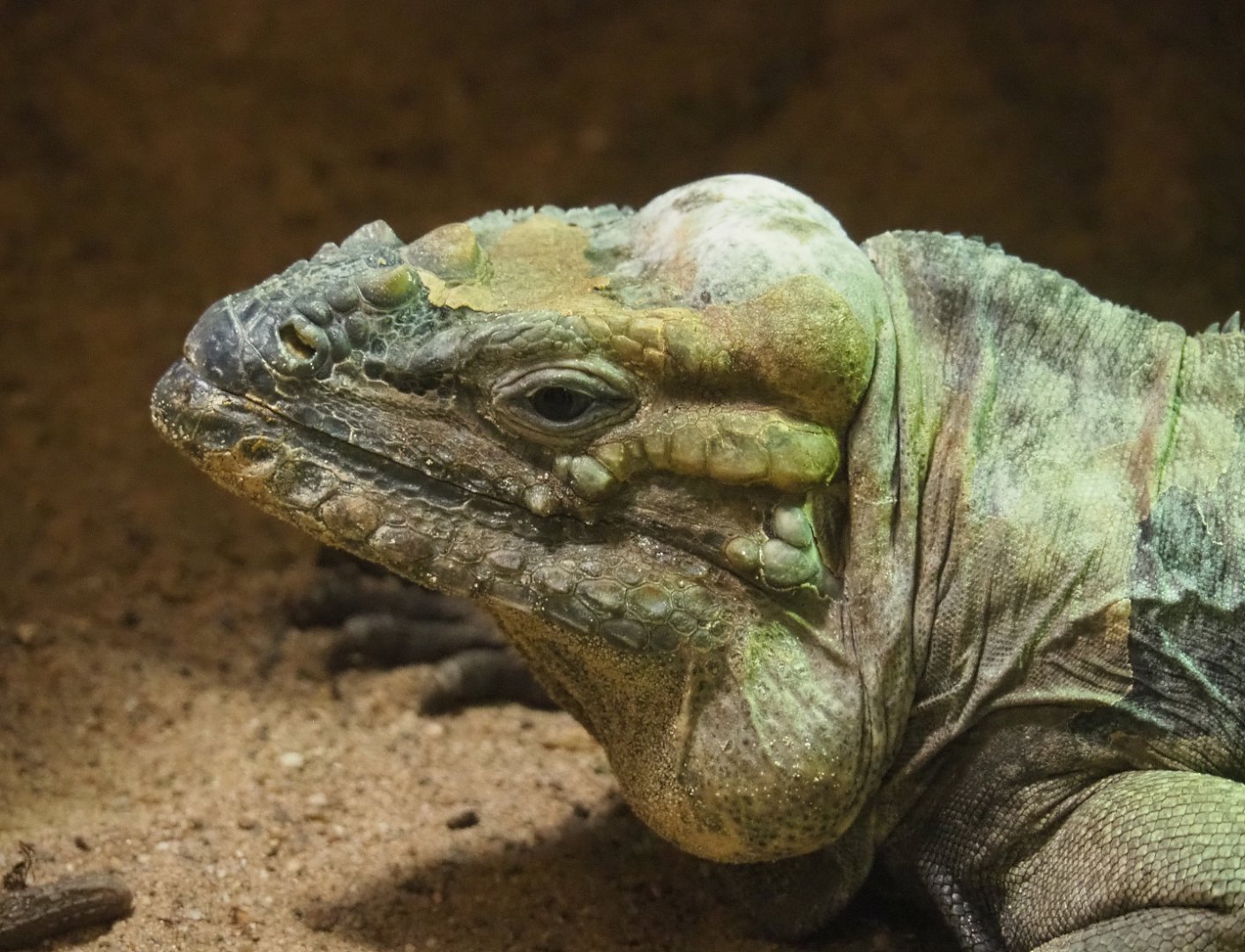Hispaniolan rhinoceros iguana (Cyclura cornuta cornuta), 2019-12-30
