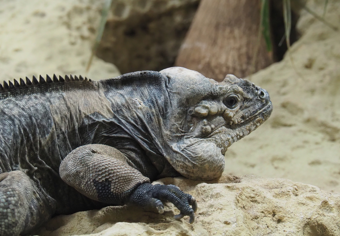 Hispaniolan rhinoceros iguana (Cyclura cornuta cornuta), 2020-05-24