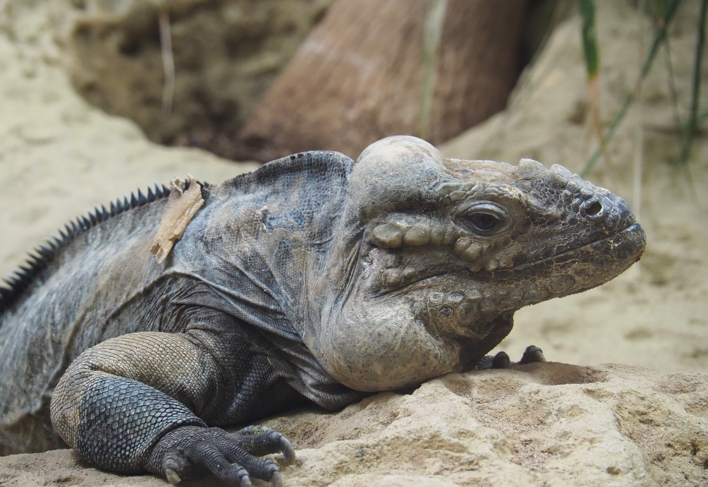Hispaniolan rhinoceros iguana (Cyclura cornuta cornuta), 2020-06-28