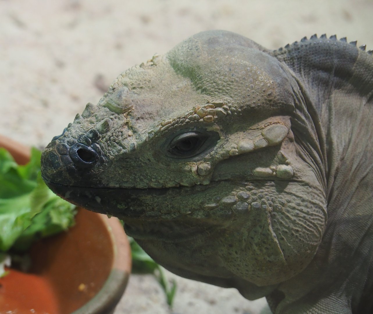 Hispaniolan rhinoceros iguana (Cyclura cornuta cornuta), 2020-09-02