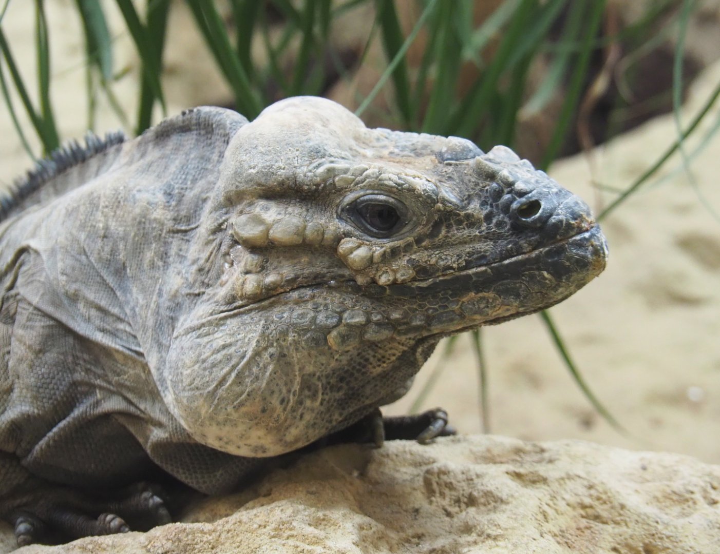 Hispaniolan rhinoceros iguana (Cyclura cornuta cornuta), 2021-06-12