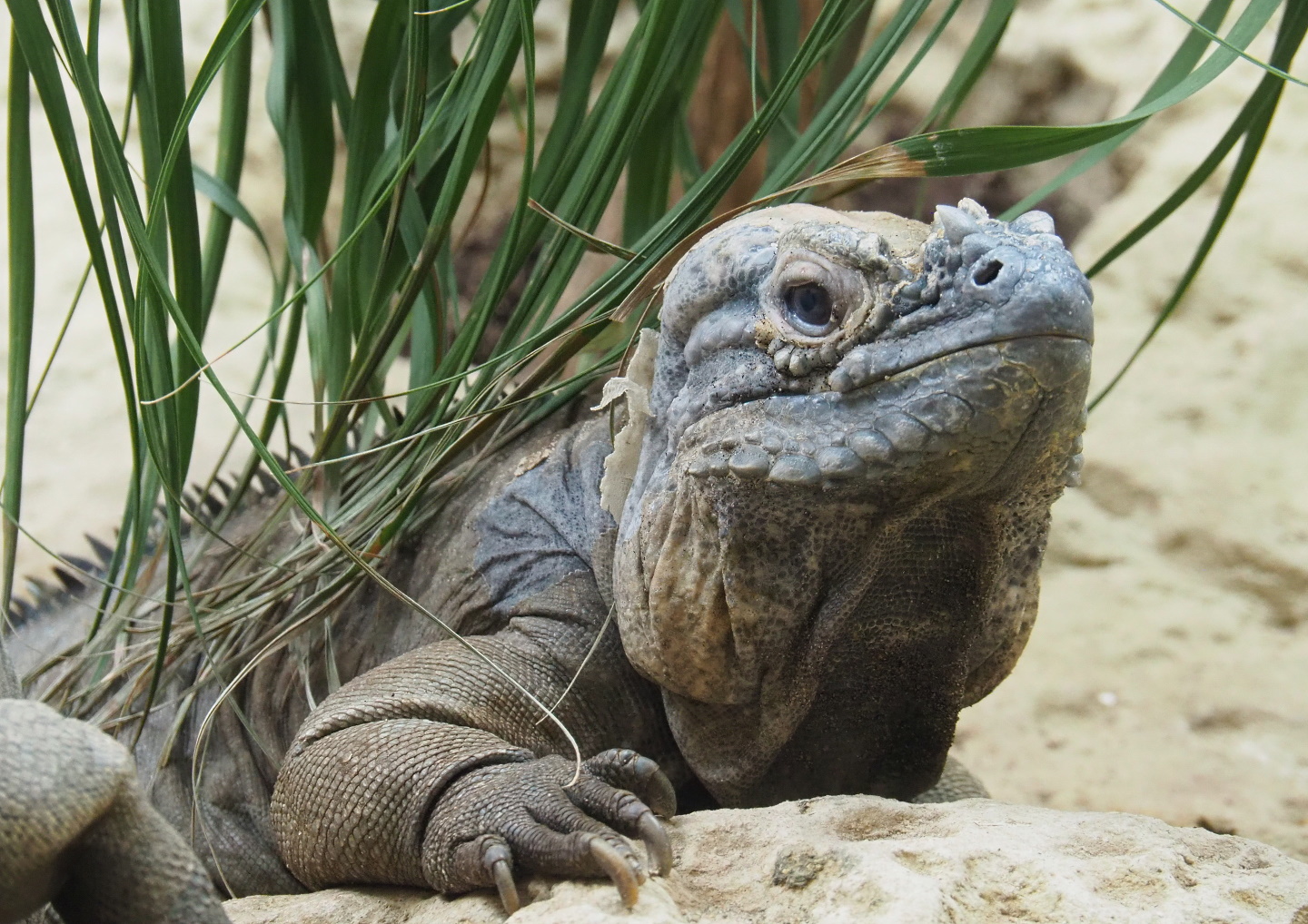 Hispaniolan rhinoceros iguana (Cyclura cornuta cornuta), 2021-07-17