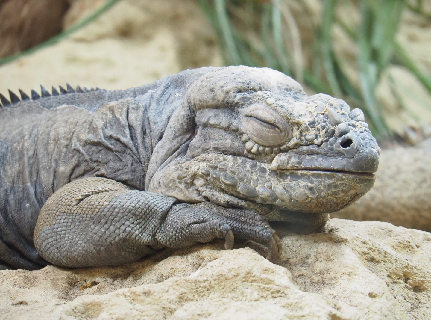 Hispaniolan rhinoceros iguana (Cyclura cornuta cornuta), 2022-03-16