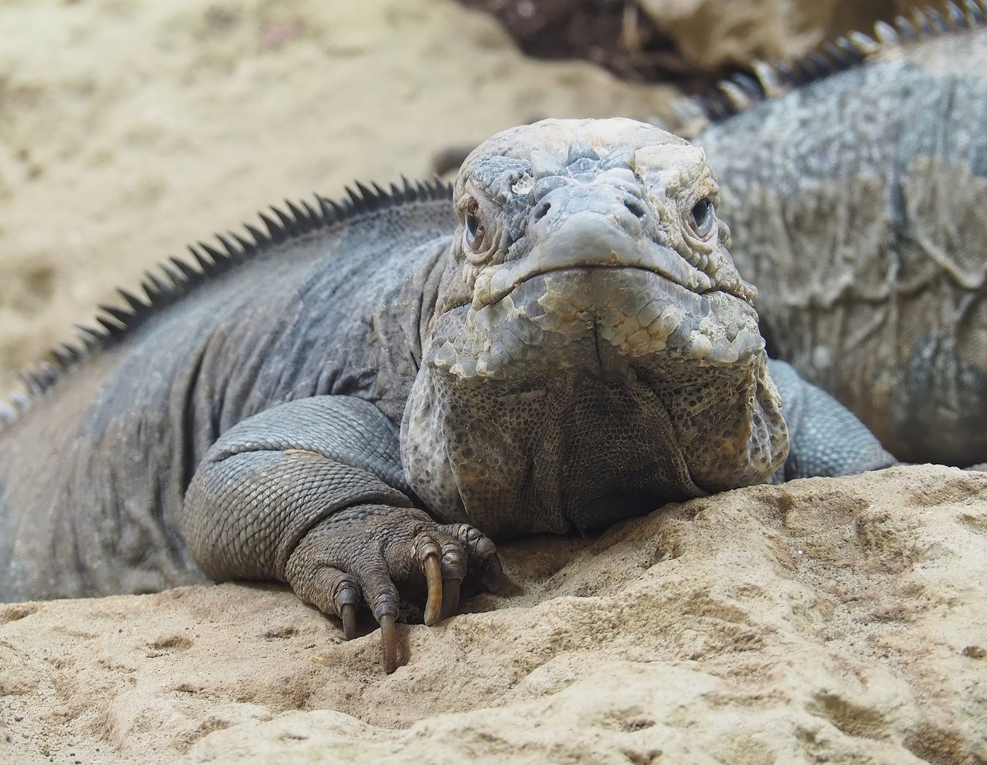 Hispaniolan rhinoceros iguana (Cyclura cornuta cornuta), 2022-09-04