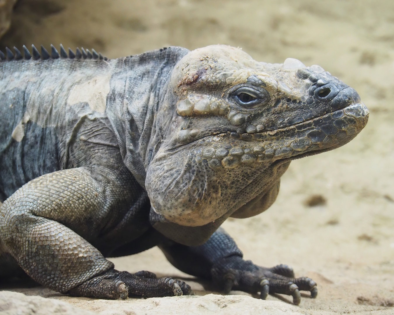 Hispaniolan rhinoceros iguana (Cyclura cornuta cornuta), 2022-09-04