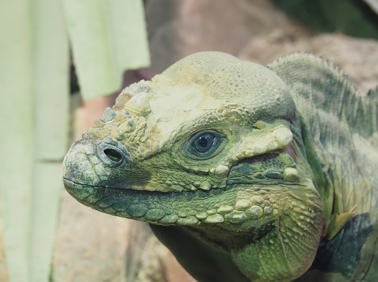 Hispaniolan rhinoceros iguana (Cyclura cornuta cornuta), 2022-09-14