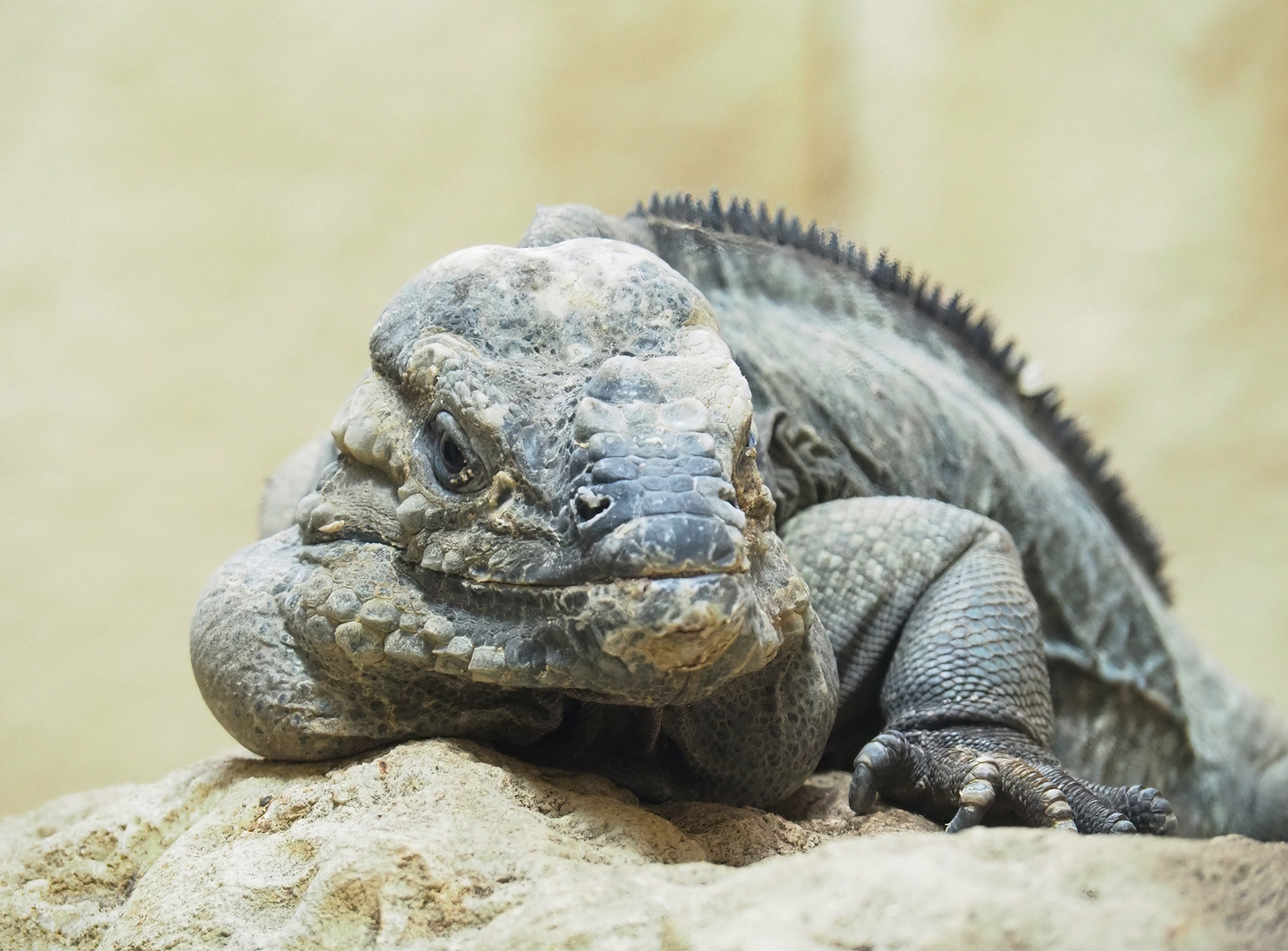 Hispaniolan rhinoceros iguana (Cyclura cornuta cornuta), 2023-04-08