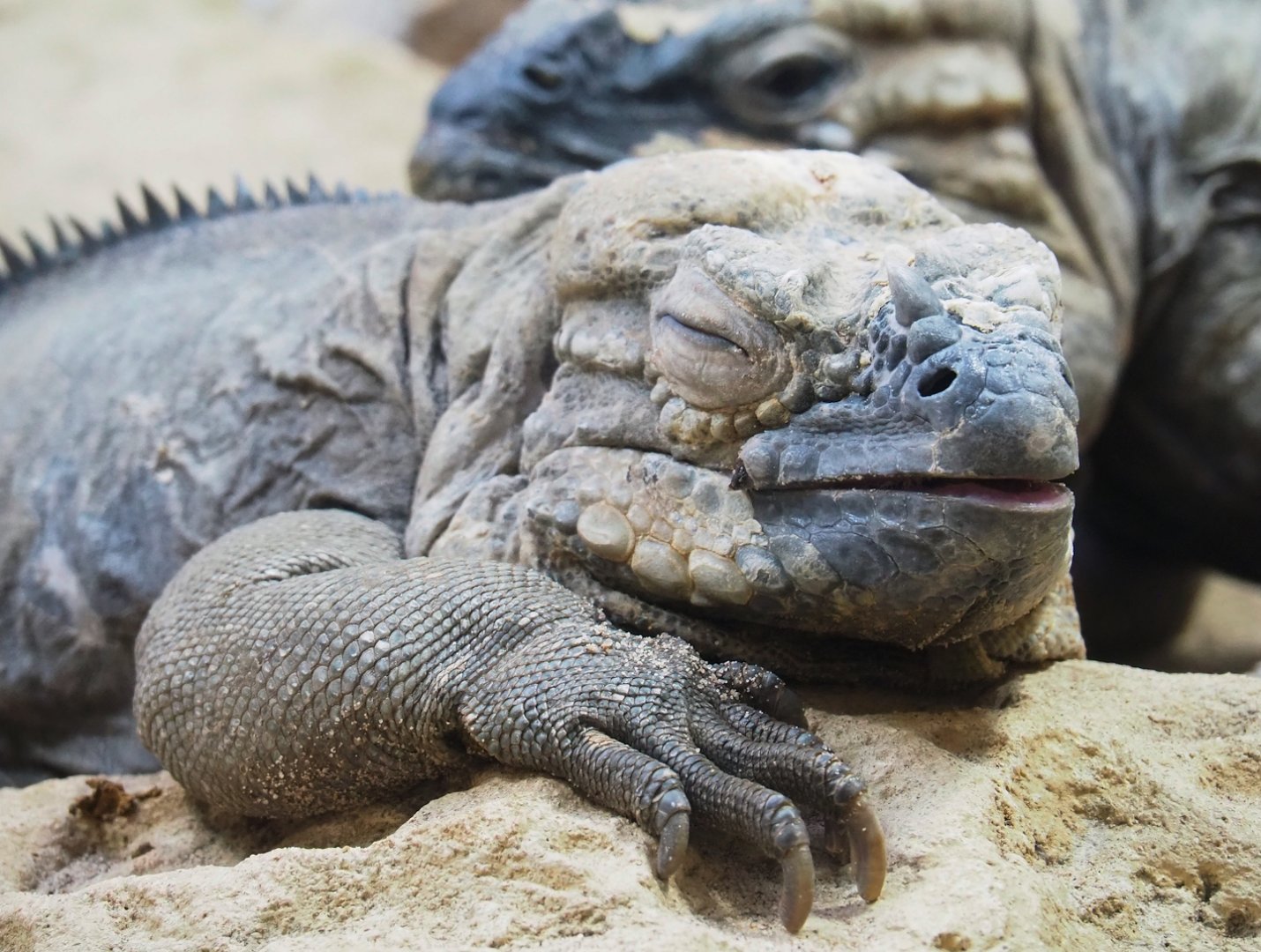 Hispaniolan rhinoceros iguana (Cyclura cornuta cornuta), 2023-07-02