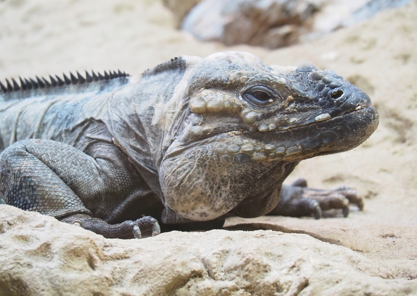 Hispaniolan rhinoceros iguana (Cyclura cornuta cornuta), 2023-07-22