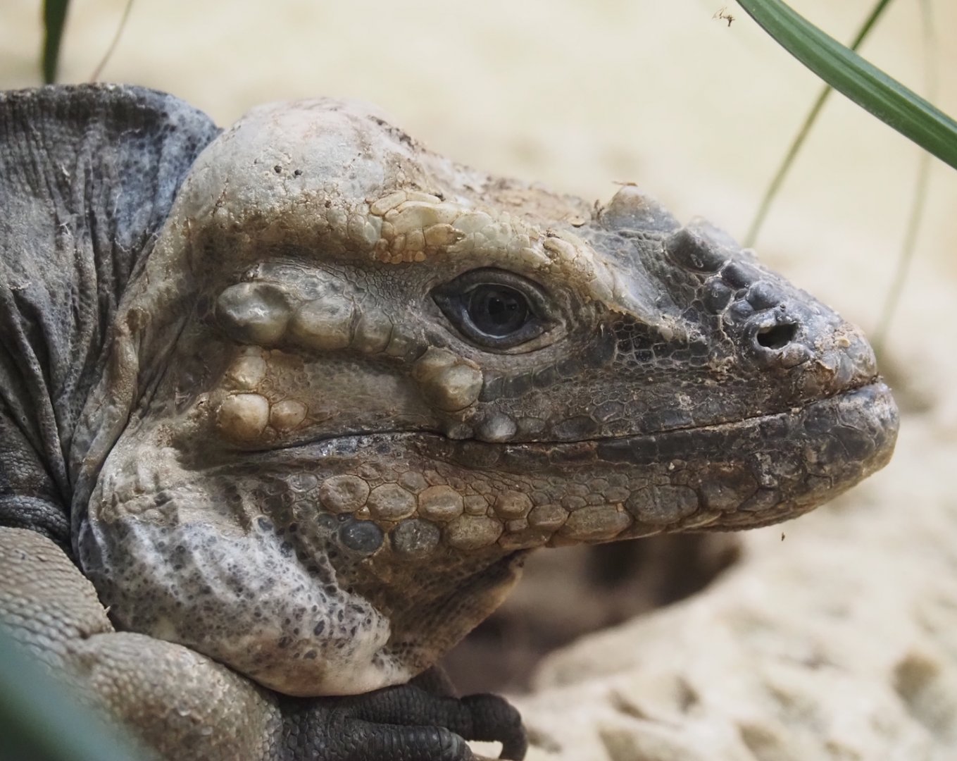 Hispaniolan rhinoceros iguana (Cyclura cornuta cornuta), 2024-03-09