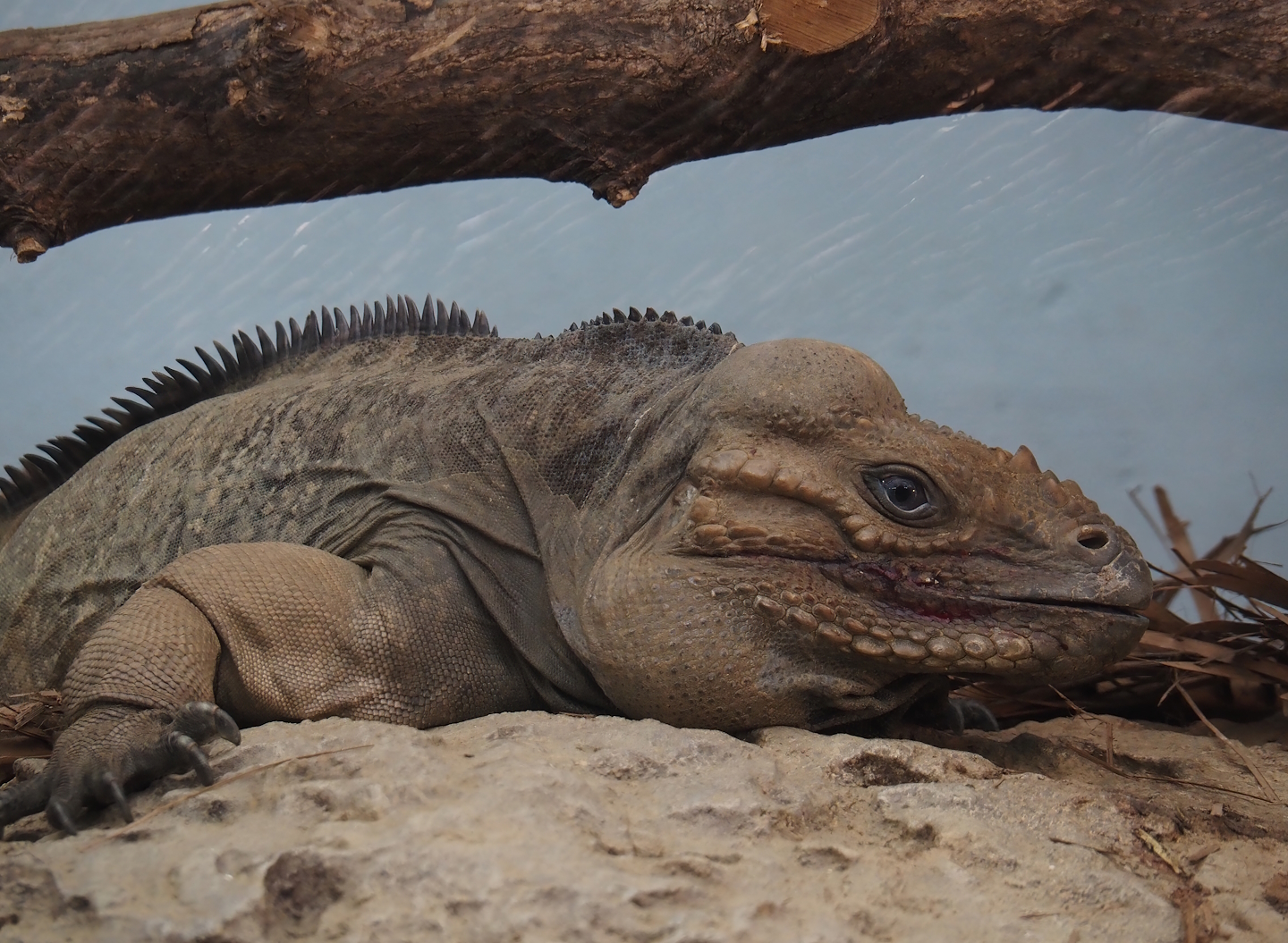 Hispaniolan rhinoceros iguana (Cyclura cornuta cornuta), 2024-06-30
