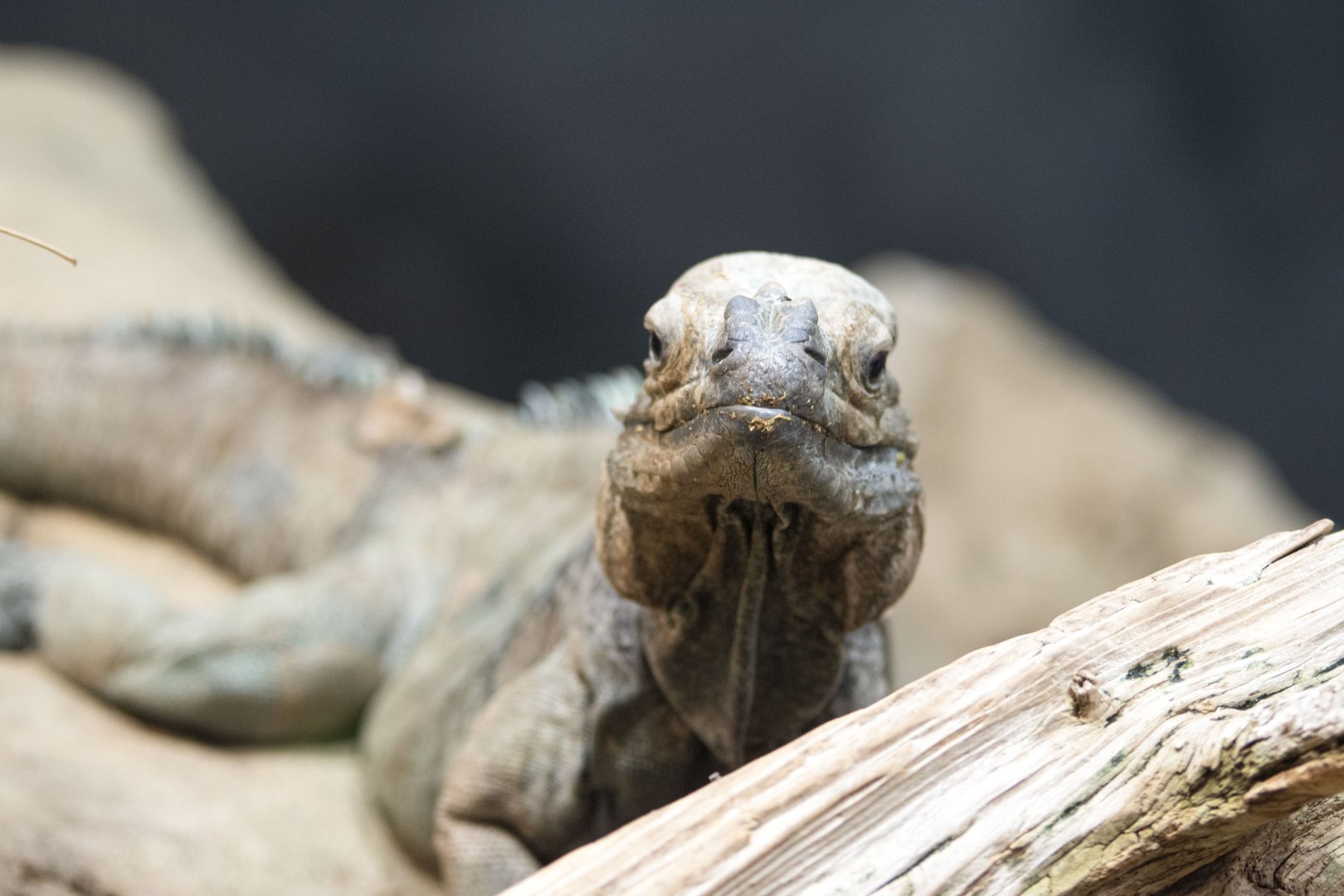 Hispaniolan rhinoceros iguana (Cyclura cornuta cornuta)