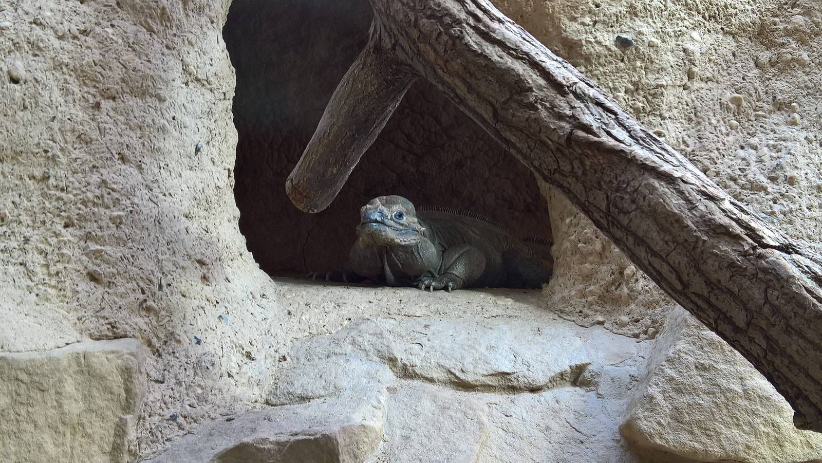 Hispaniolan rhinoceros iguana