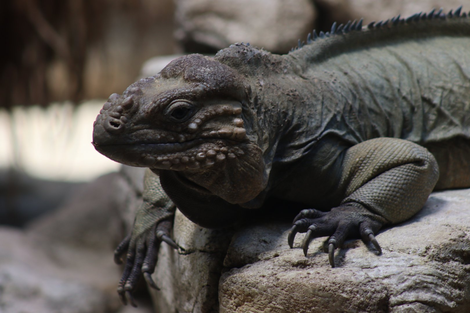 Hispaniolan Rhinoceros Iguana