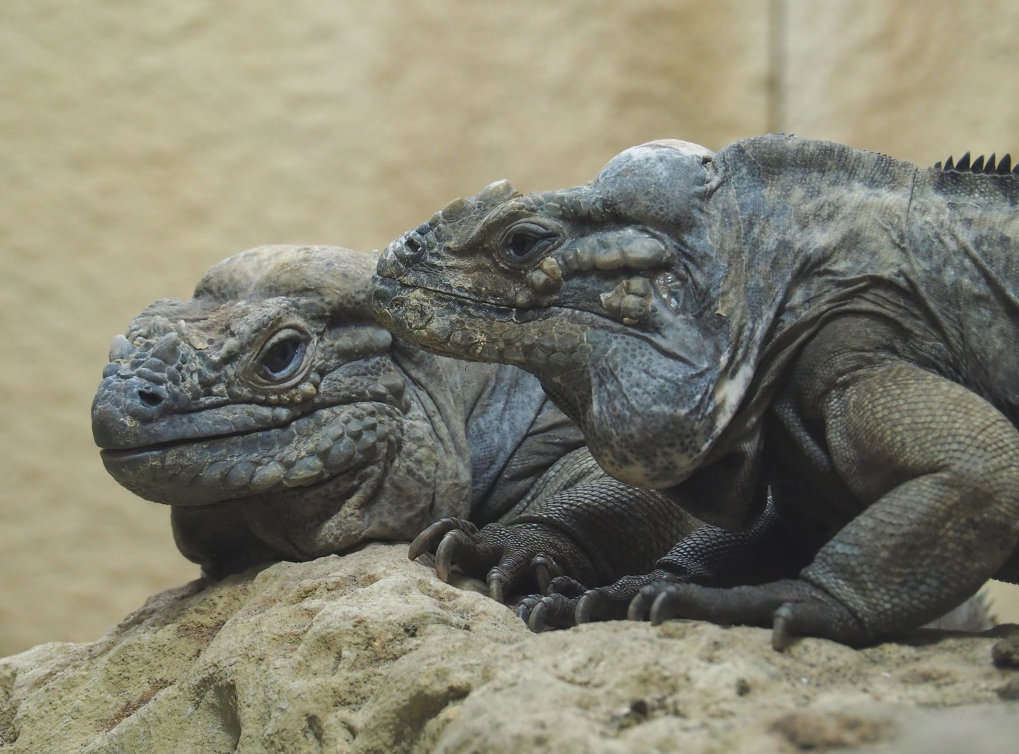 Hispaniolan rhinoceros iguanas (Cyclura cornuta cornuta), 2020-09-20