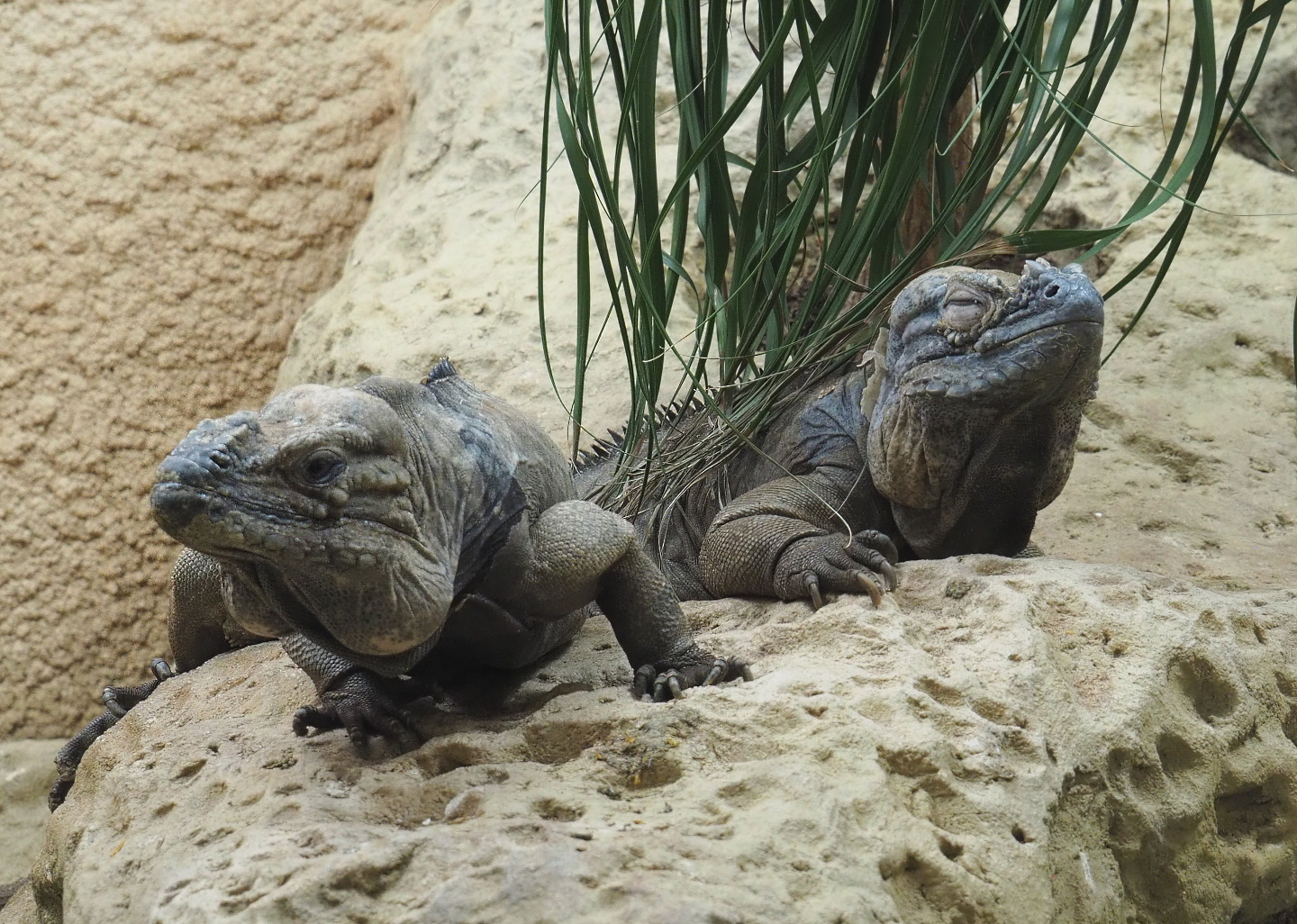 Hispaniolan rhinoceros iguanas (Cyclura cornuta cornuta), 2021-07-17
