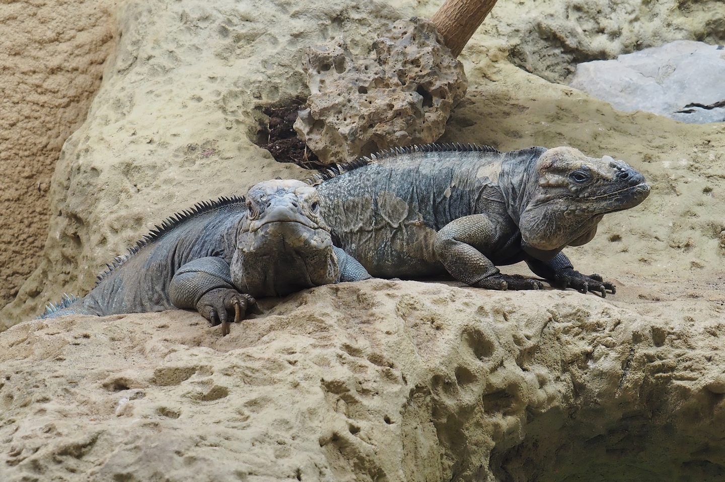 Hispaniolan rhinoceros iguanas (Cyclura cornuta cornuta), 2022-09-04