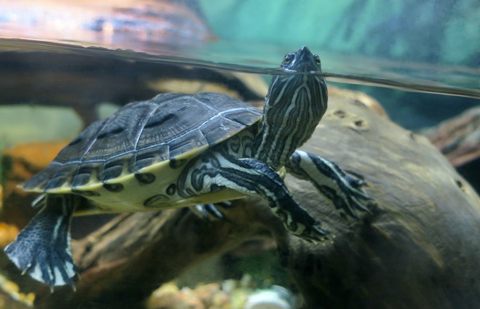 Hispaniolan Slider (Trachemys decorata)