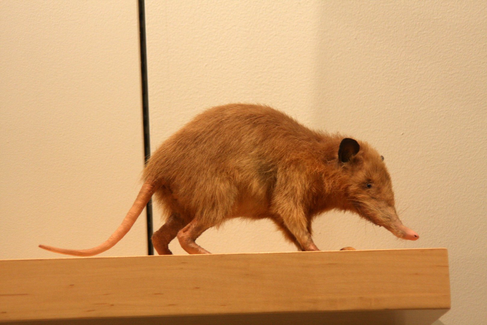 Hispaniolan solenodon (Solenodon paradoxus)