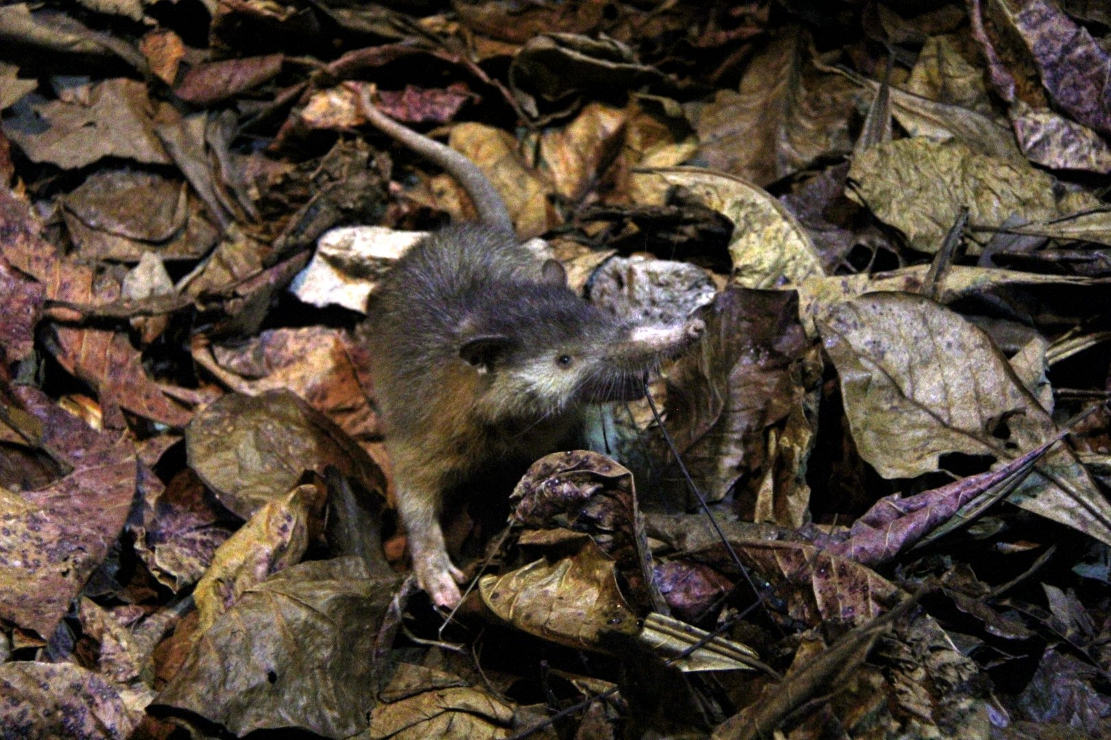 Hispaniolan solenodon (Solenodon paradoxus)