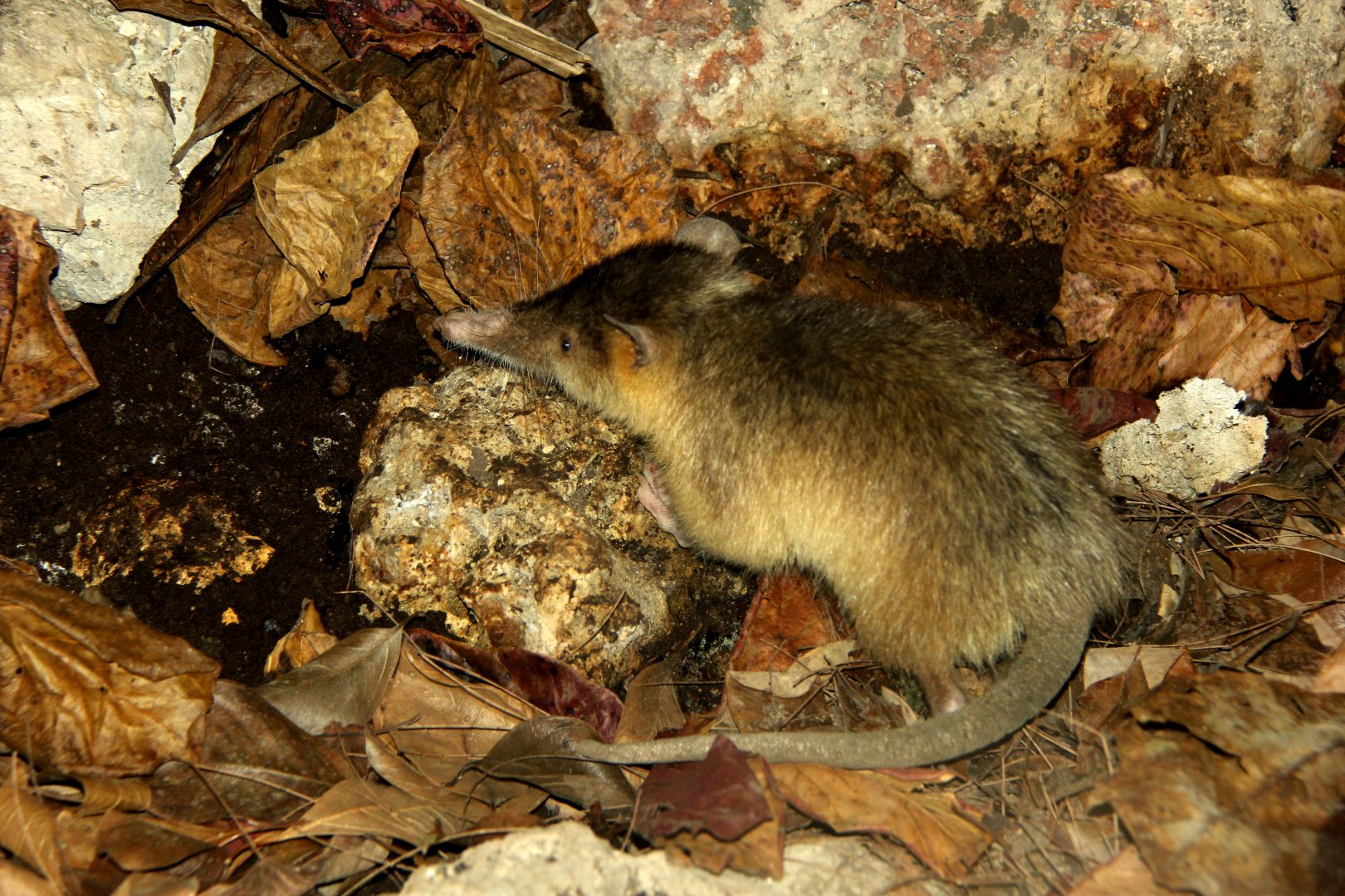 Hispaniolan solenodon (Solenodon paradoxus)