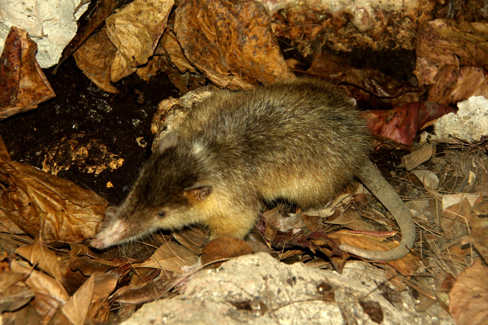 Hispaniolan solenodon (Solenodon paradoxus)