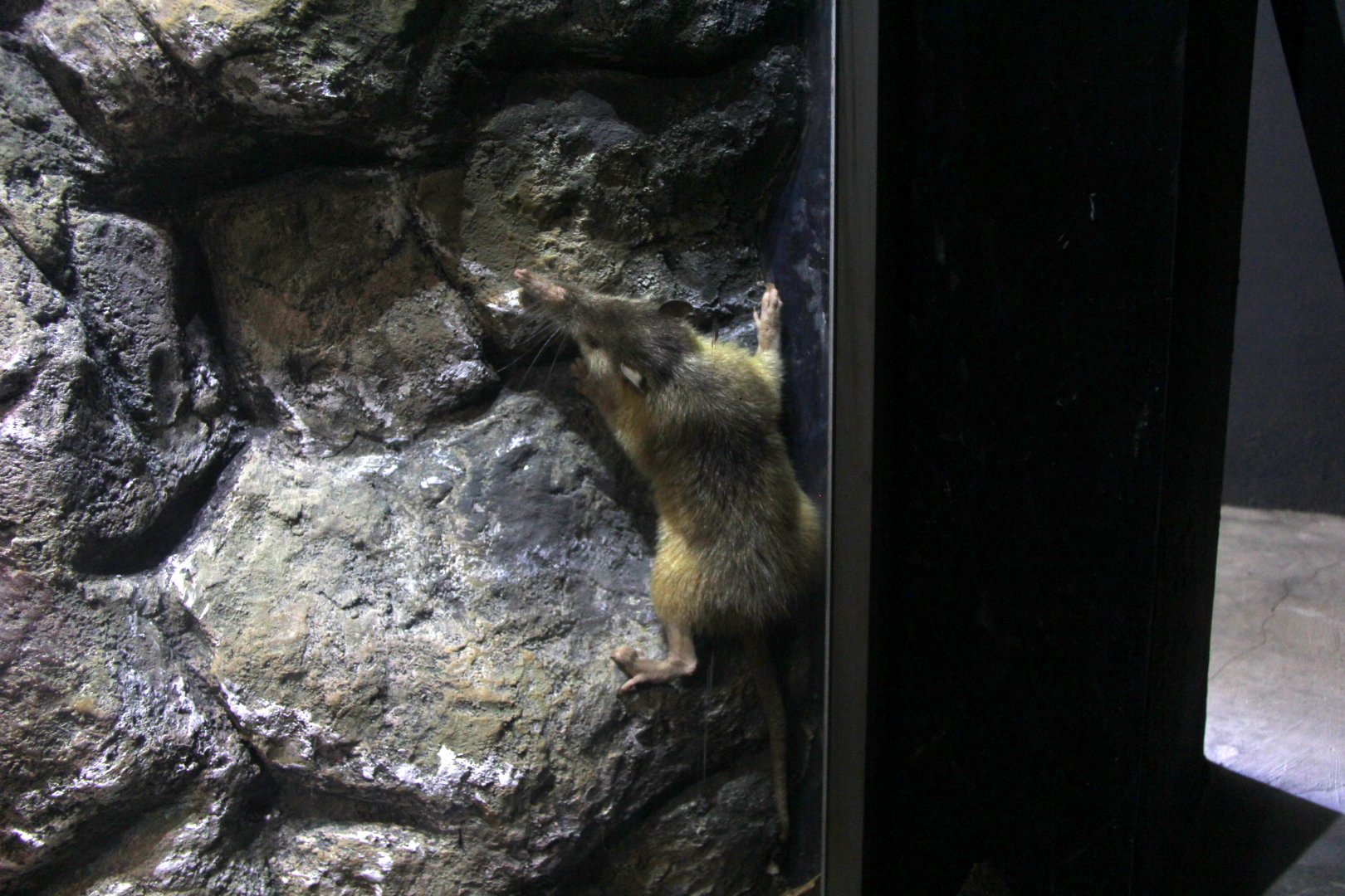 Hispaniolan solenodon (Solenodon paradoxus)