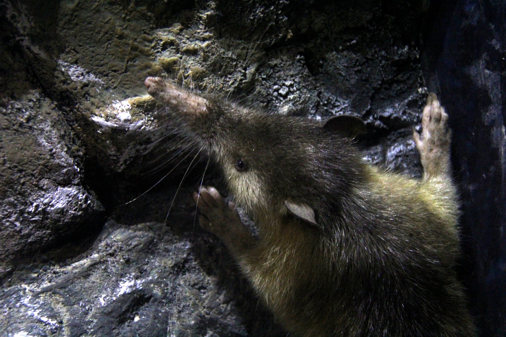 Hispaniolan solenodon (Solenodon paradoxus)