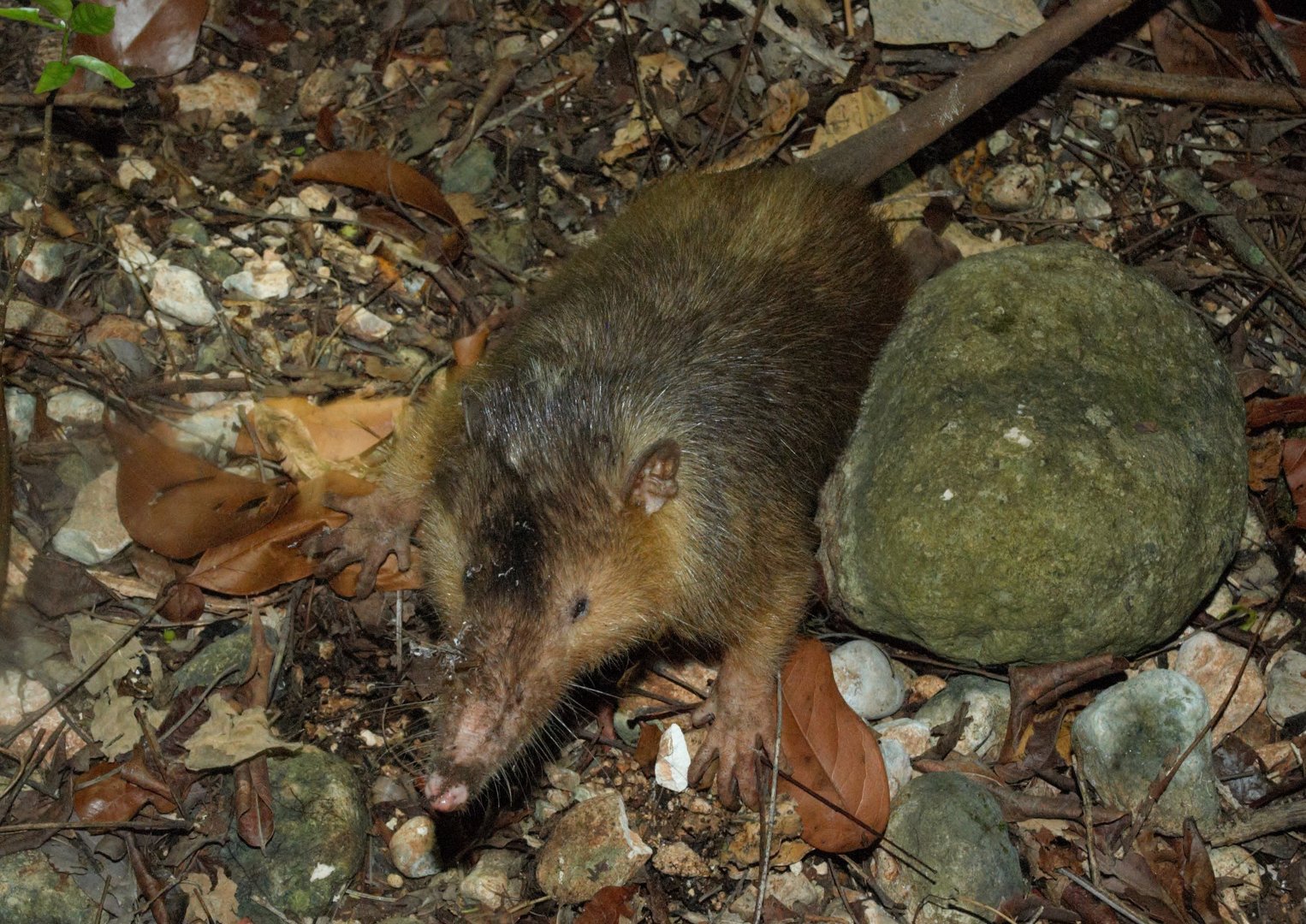 Hispaniolan Solenodon (Solenodon paradoxus)