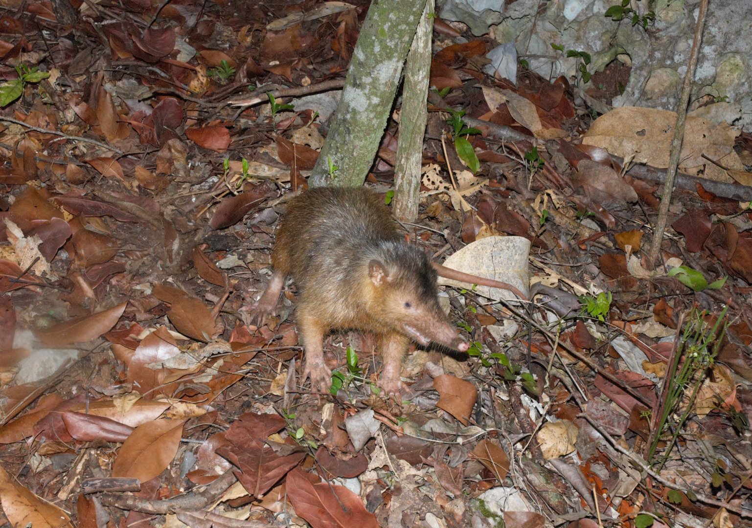 Hispaniolan Solenodon (Solenodon paradoxus)