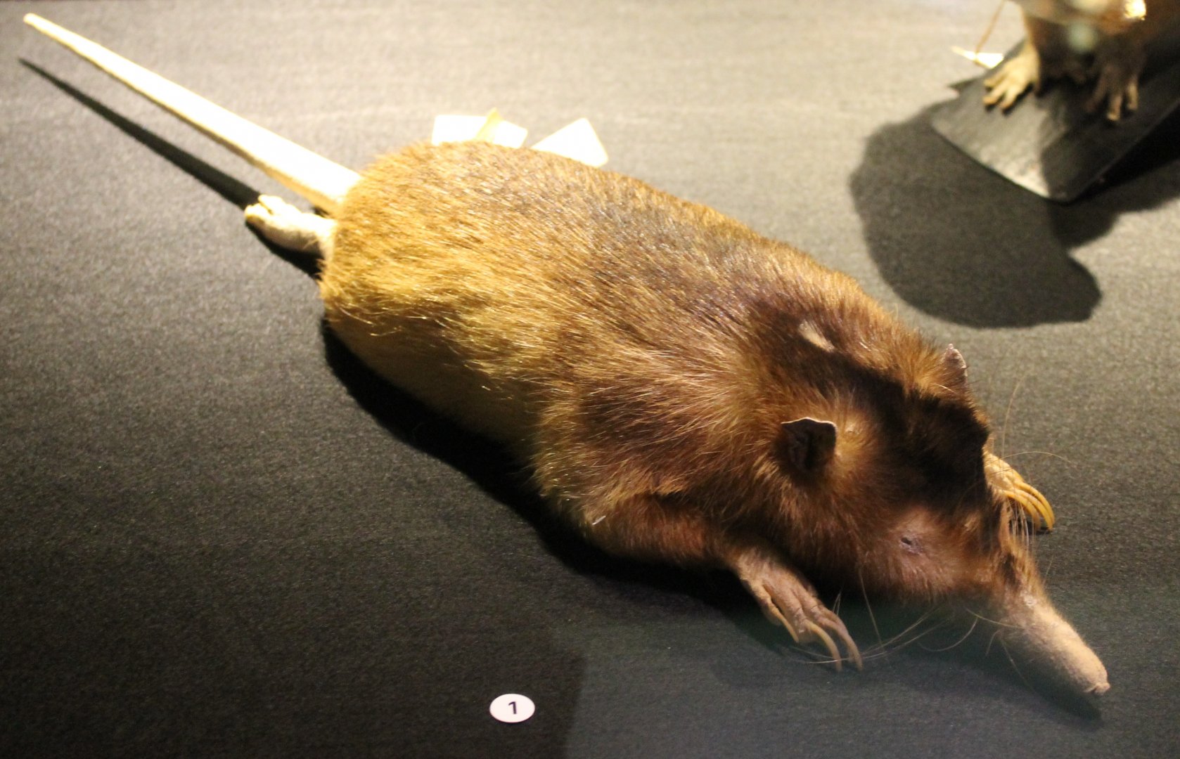 Hispaniolan solenodon