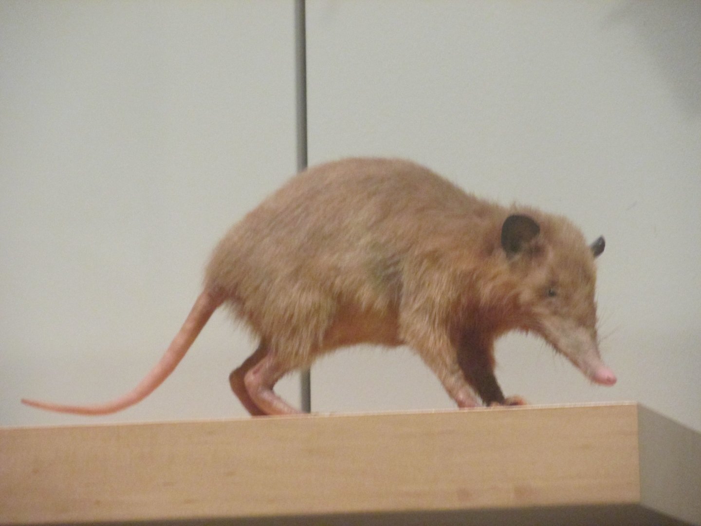 hispaniolan solenodon
