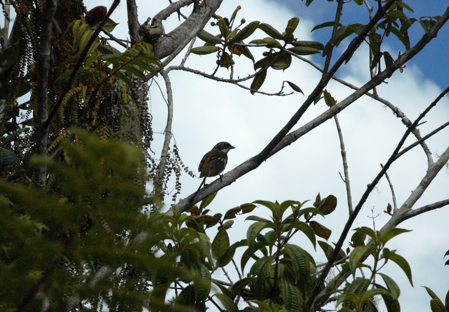 Hispaniolan Spindalis (Spindalis dominicensis)