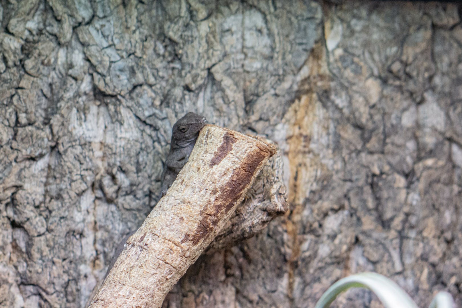 Hispaniolan stout anole (Anolis cybotes)