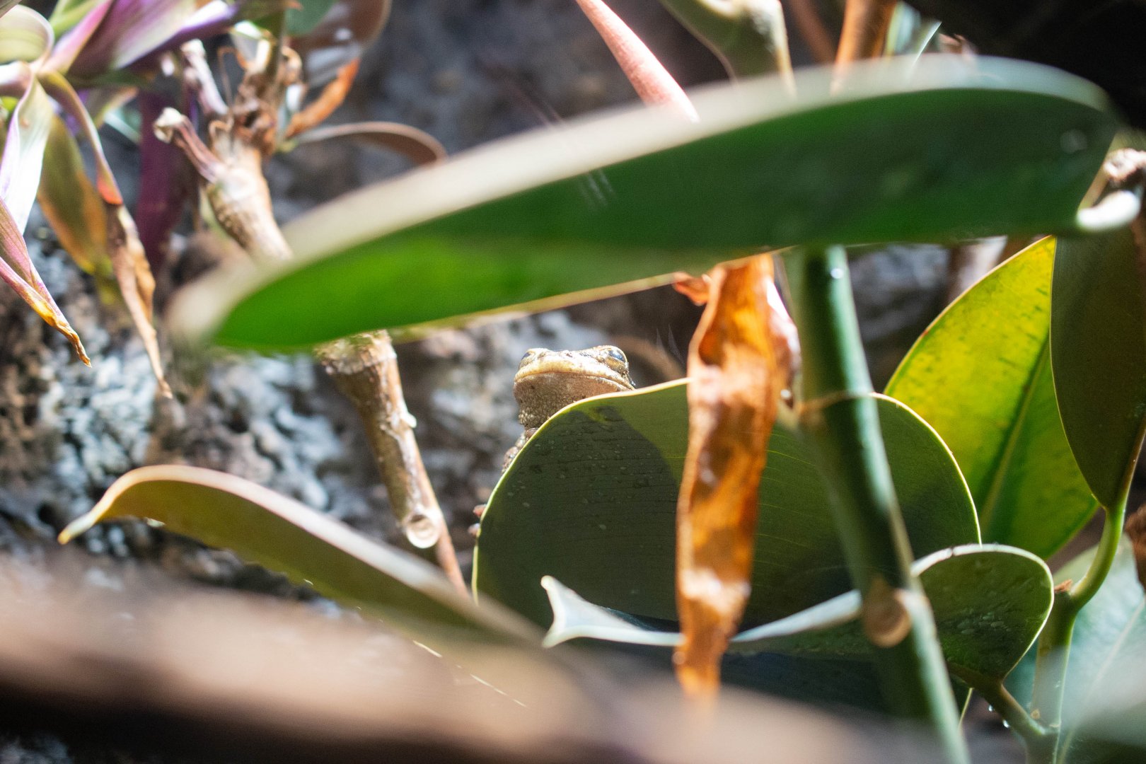 Hispaniolan Tree Frog- (Osteopilus dominicensis)