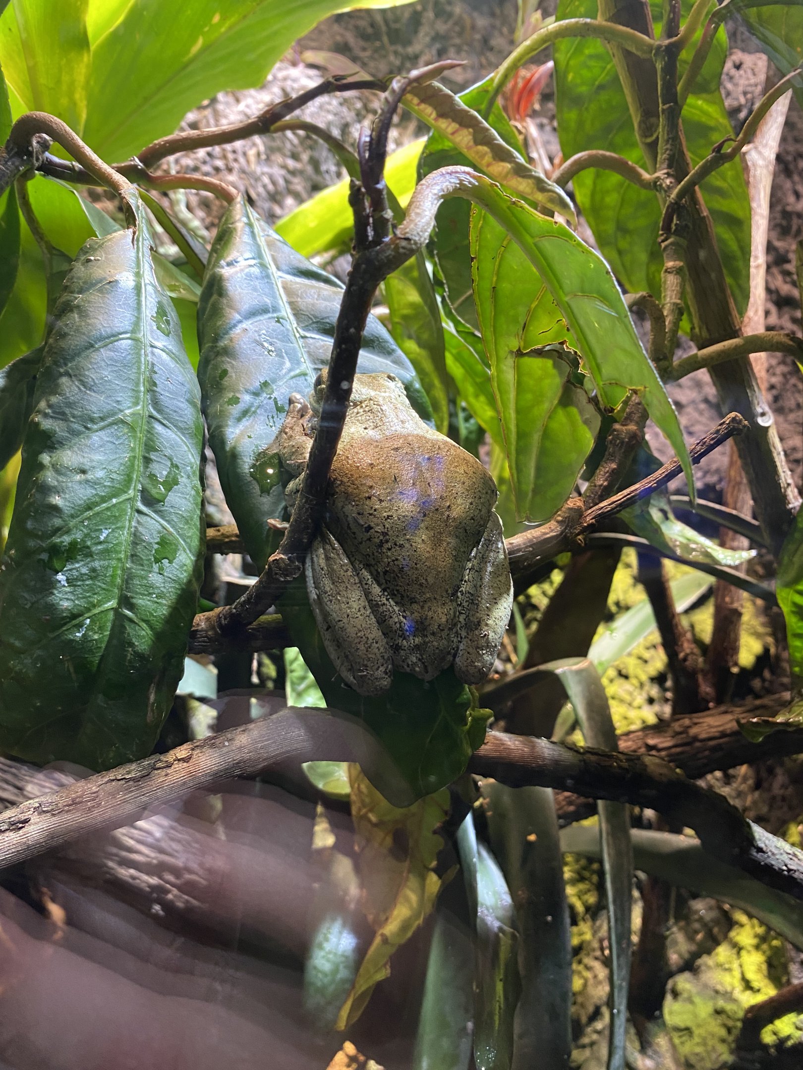 Hispaniolan Treefrog