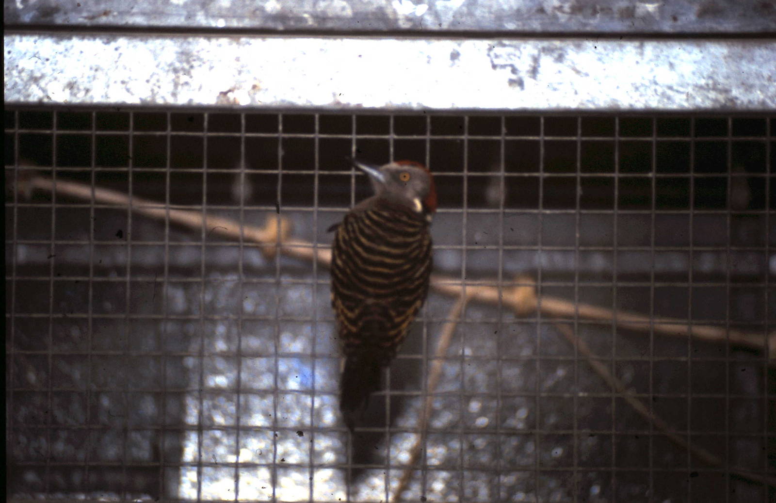 Hispaniolan woodpecker