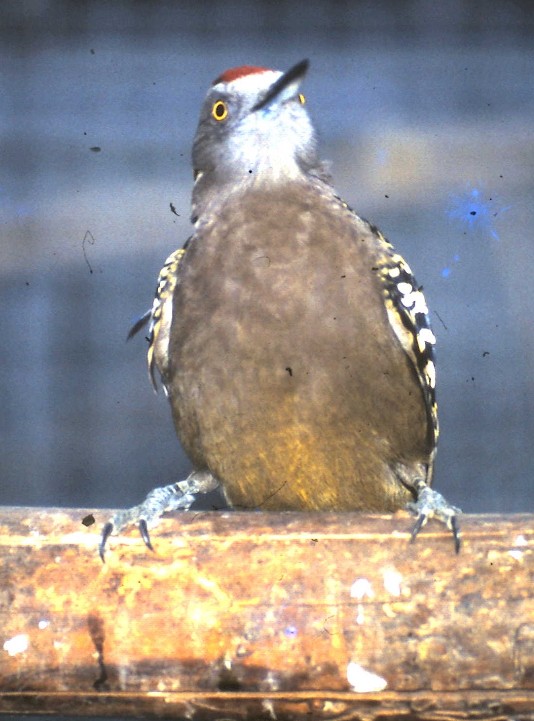 Hispaniolan woodpecker